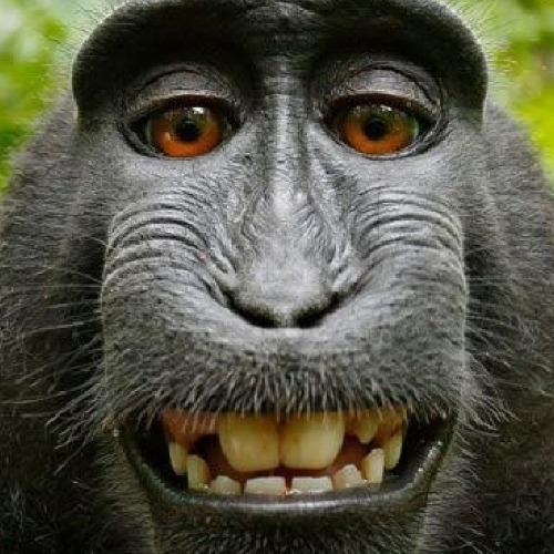 Avatar de Marjo