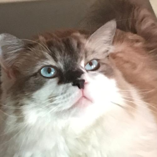 Avatar de Cyrano34